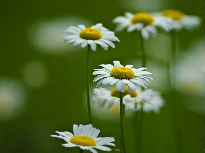 新股前瞻|市佔率第五的第零智能：客戶集中度高，在手現金不足0.4億元