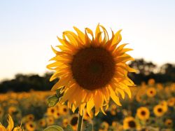 美团王莆中：建设物理世界AI底座，帮每个商家都用上自己的AI助理