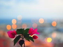 飛鶴(06186)2025年營收181.1億 淨利潤20.9億 連續7年中國銷量第一